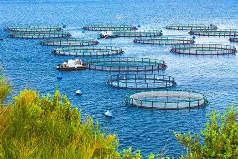 愛家水族怎麼樣 且談水族養殖與現代生活